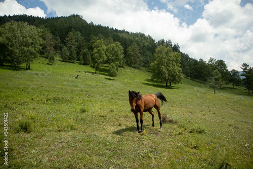 A beautiful horse grazes on a green meadow in the mountains. © Ksu0302
