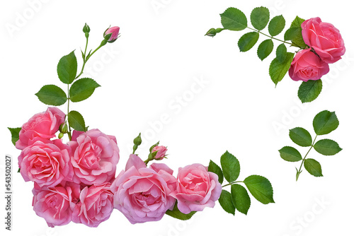 Fototapeta Naklejka Na Ścianę i Meble -  rose flowers and green leaves on a pink background. Springtime composition with copyspace. isolated on a pink background
