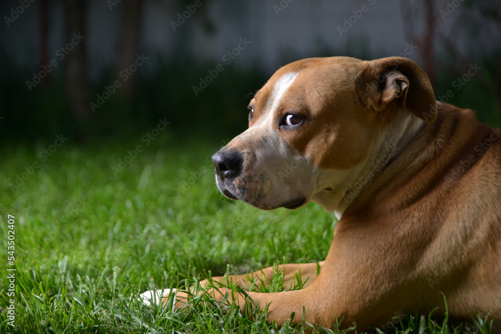 Senior amstaff dog laying outside in the grass.