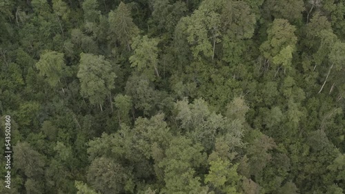  Sigulda forest drone flies in a circle over the trees turaida castle