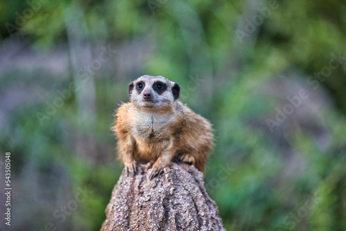 Zoo Leipzig - Erdmännchen sitzt auf einem erhöhtem Stein und Schaut in den Sonnenuntergang