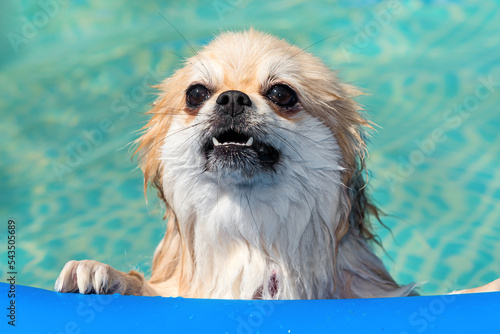Pomeranian is swimming in the pool. Dog in an inflatable pool