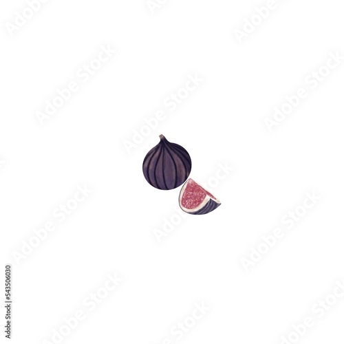 Illustration with whole and quarter fig. Print on white background for menu design, stickers, books, nursing, paper, logo, stickers, kitchen design. Isolated photo