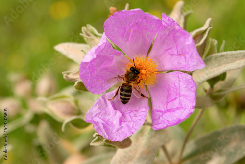 Primer plano de una abeja polinizando la flor de la jara rosa