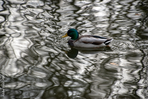 duck on the water pond
