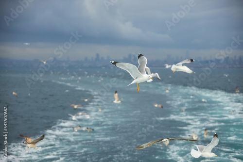 A lot of seagull birds soar against the background of the sea or ocean.