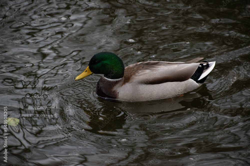 duck on the water pond duck on the water pond