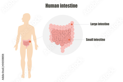 Vector illustration of human intestines organ. medical infographic template.