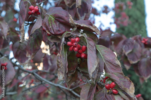 Red leaves and berries on a tree in the autumn garden.