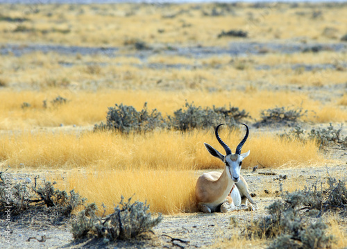 Black Faced Impala (Aepyceros melampus) Buck laying down resting on the dry yellow plains in Etosha National Park, Namibia