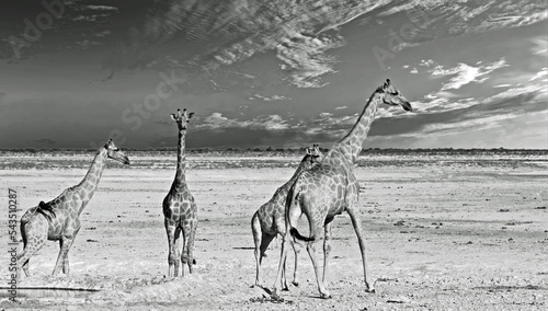 A tower of giraffe standing on the dry open plains with a nice cloudscape sky in Etosha National Park, Namibia, Africa, photo