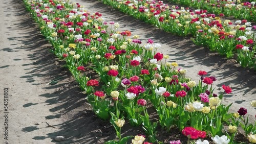 Flower rows and ground aisles on rural plantation in spring. Multi-colored double tulips stagger in gust of wind growing on sunny day