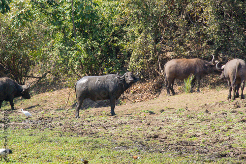 Buffalo in Lower Zambezi National Park, Zambia