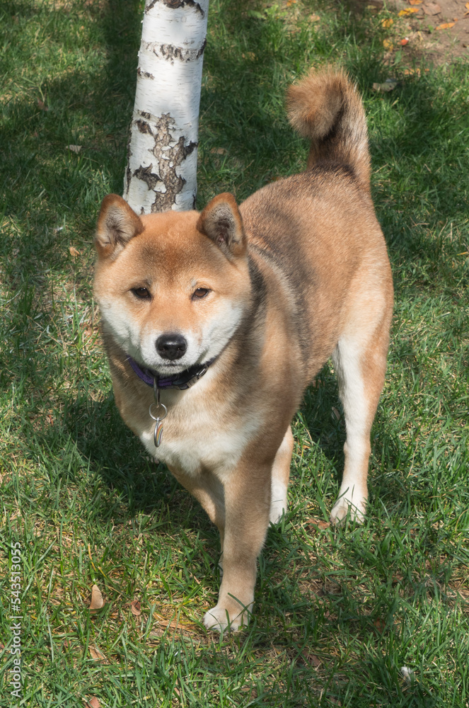 Shiba Inu dog portrait in the forest Shiba Inu dog portrait in the forest
