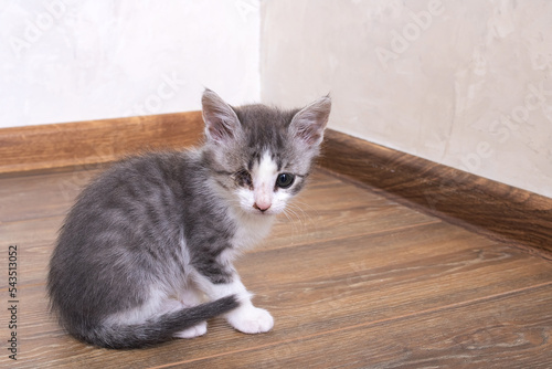 Gray kitten with sore eye sits on floor