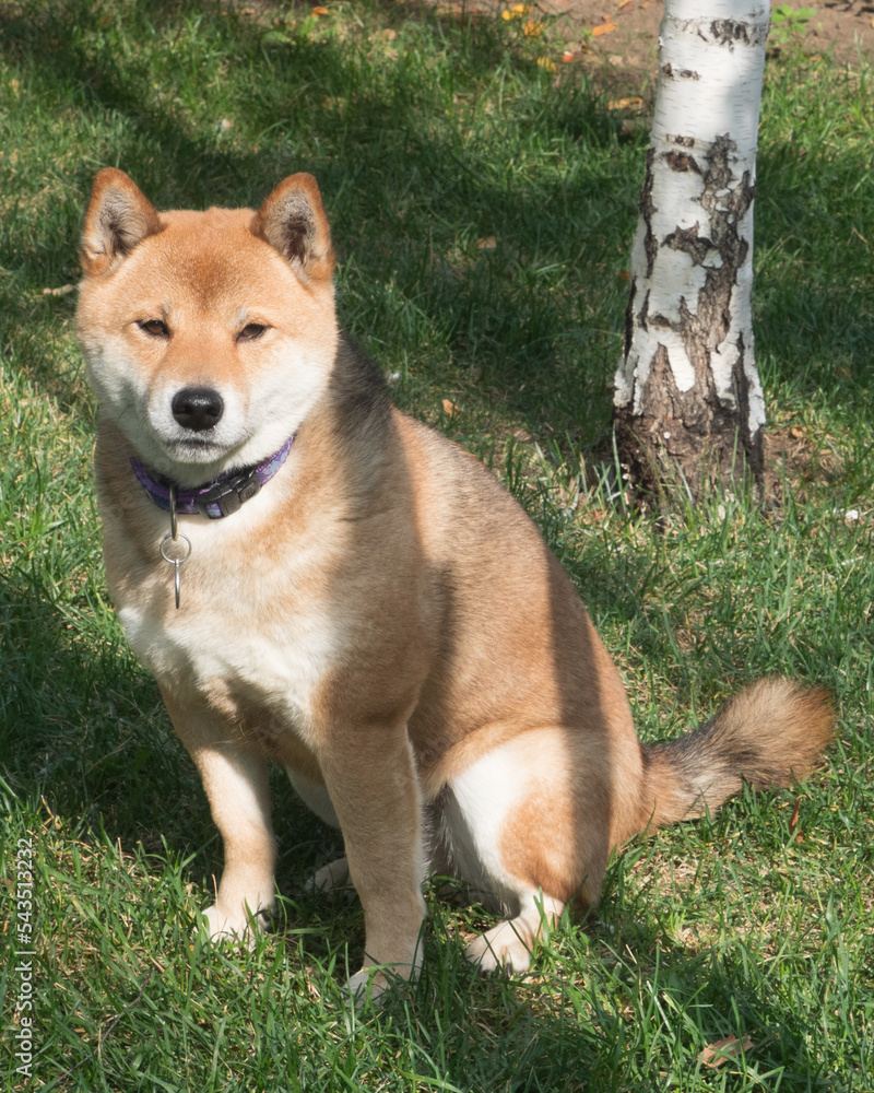 Shiba Inu dog portrait in the forest