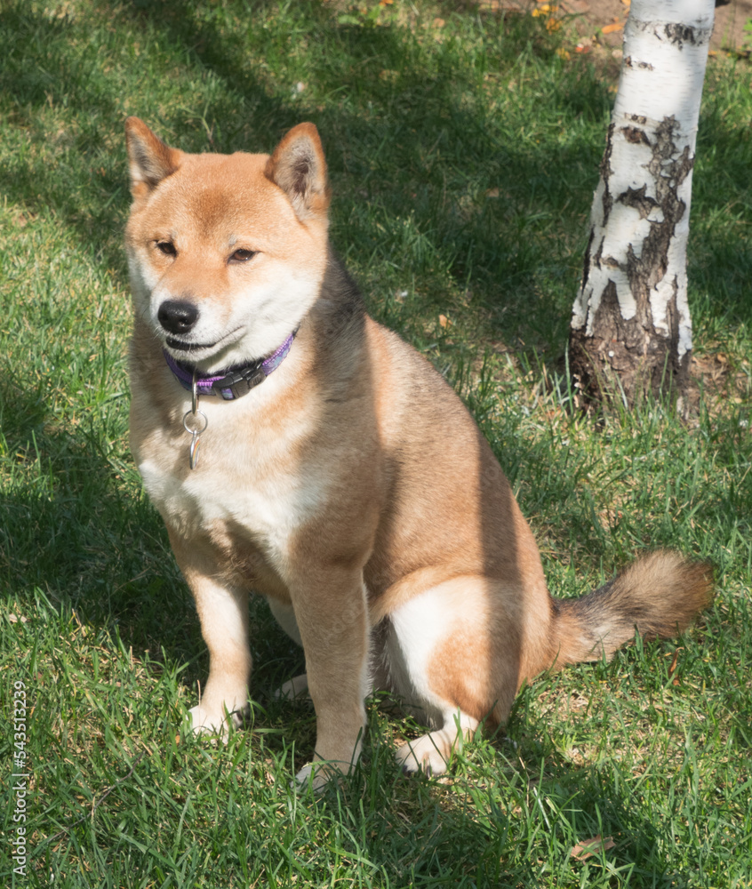 Shiba Inu dog portrait in the forest