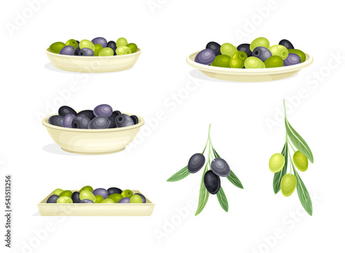 Olives Cultivar with Small Black and Green Drupe Fruit Branch and on Plate Vector Set