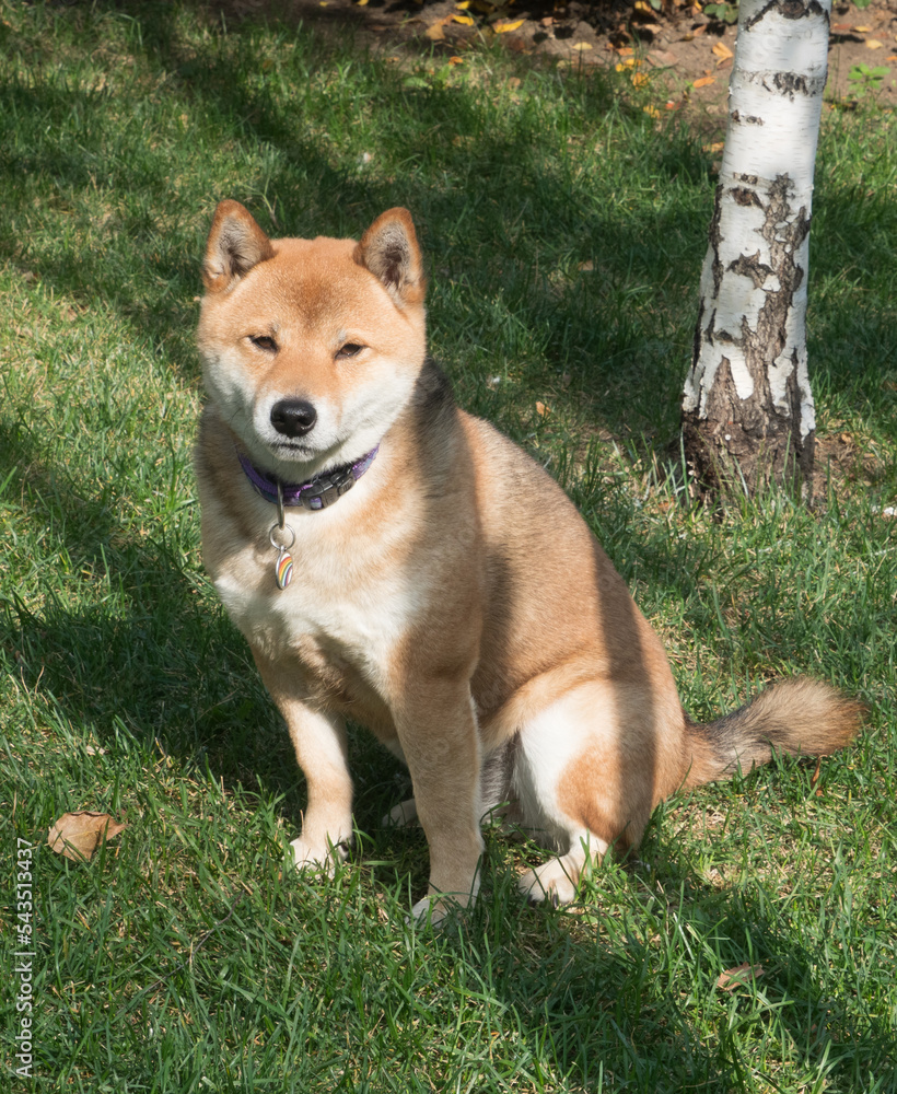 Shiba Inu dog portrait in the forest