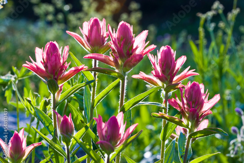 Pink, Splitleaf Indian Paintbrush (Castilleja rhexifolia) in Sunlight blooming in the Wasatch Mountain Range of Utah photo