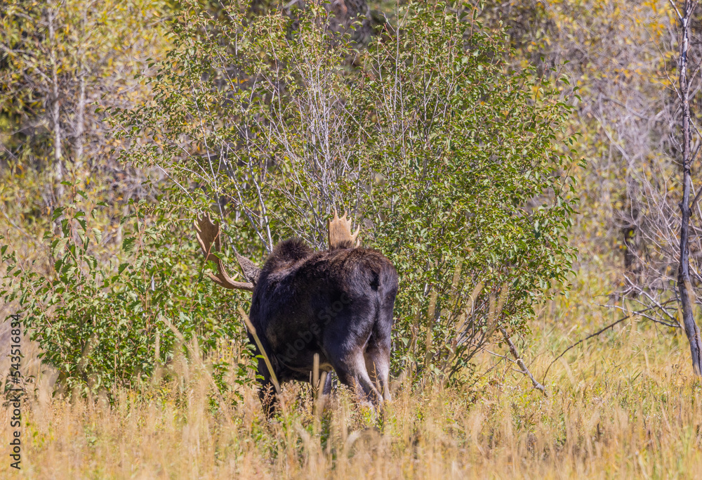 Bull Moose in the Rut in Wyoming in Autumn Bull Moose in the Rut in Wyoming in Autumn