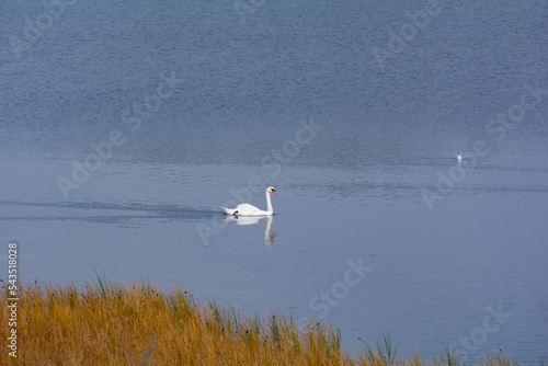 A swan in the lake and with grass