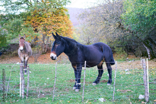 Horses at Abruzzo, Lazio e Molise national park, Italy