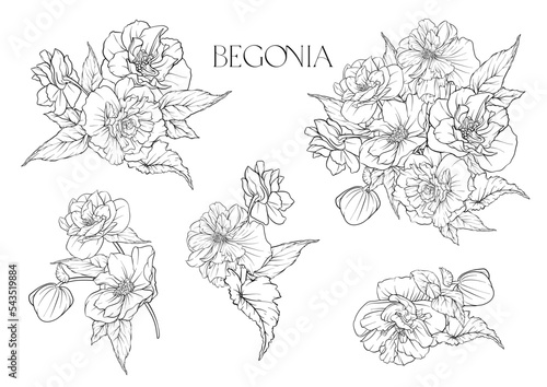 Begonia. Set of flowers and leaves. Isolated vector illustration.