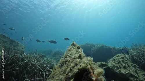 Dentici saraghi e ricciole ripresi nello splendido mare di Villasimius in Sardegna photo