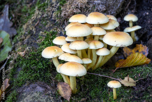 Mushrooms or toadstools on a tree stump in autumn, close up
