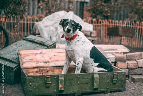 mongrel dog sits in a box of shells with the inscription in Russian 