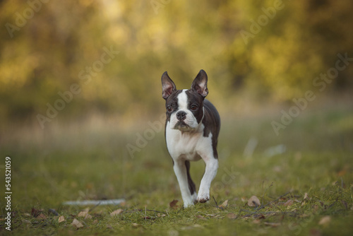 Boston Terrier dog running in the park