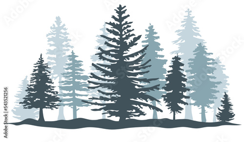 Spruce forest silhouette. Spruce wood silhouette. Spruce tree silhouette © Artak