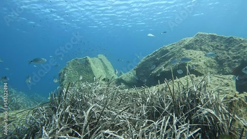 Dentici saraghi e ricciole ripresi nello splendido mare di Villasimius in Sardegna photo