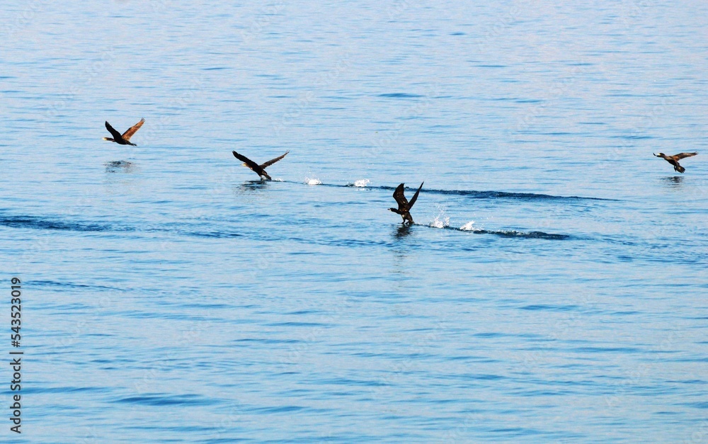 water, birds on the lake