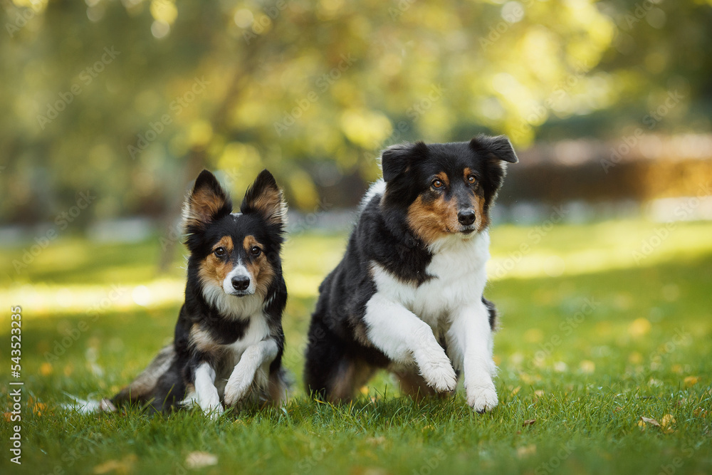 dog australian shepherd and border collie portrait in the park