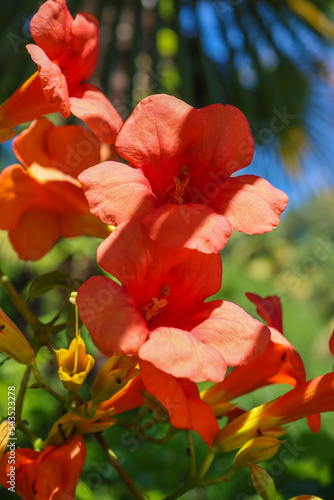 Orangerote Trompetenblume