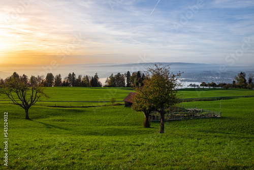Trees in the meadow At Sunset