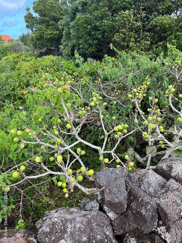 Fig tree with plenty of fruit