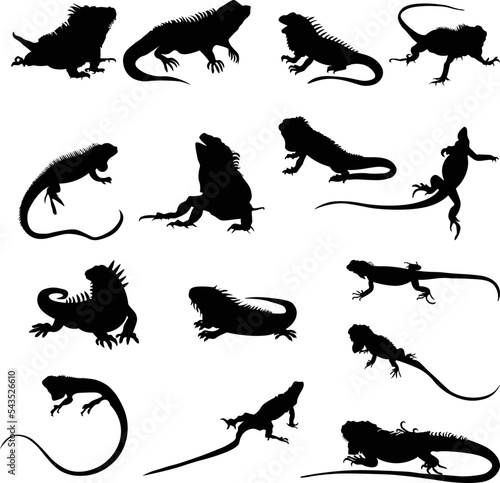 Pack of lizard silhouettes in black isolated on white background