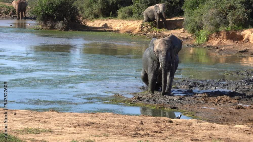 Elephants take a bath in a pond in the Kruger National Park, South Africa Elephants take a bath in a pond in the Kruger National Park, South Africa