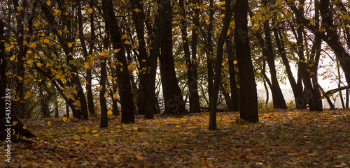Fototapeta Naklejka Na Ścianę i Meble -  Dywan złotych , jesiennych liści zaścielający trawę w parku . Ciemne pnie drzew widoczne na tle szarawego , zamglonego , jesiennego nieba .