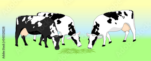 Two cash cows graze in a field, eating grass. Milkmaid in the meadow. Animals that feed on organic meadows. isolated flat vector illustration of a dairy farm