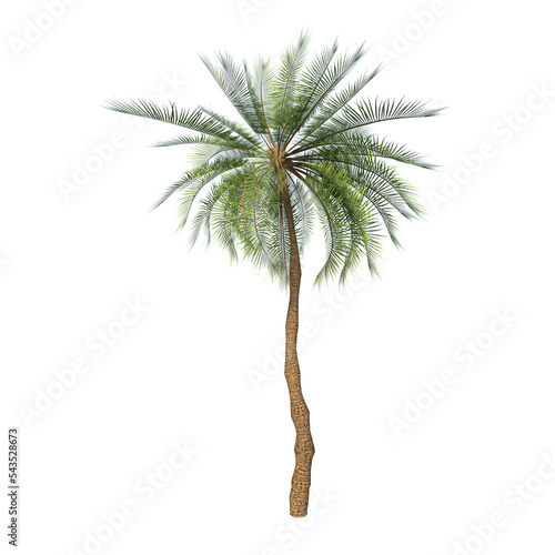 Front view of Plant (Queen Palm Syagrus romanzoffiana 1) Tree png photo