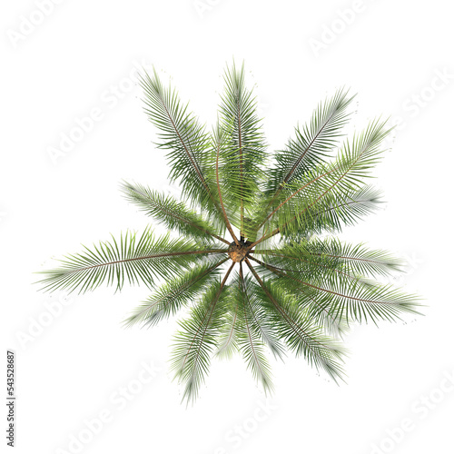 Top view of Plant (Queen Palm Syagrus romanzoffiana 1) Tree png photo