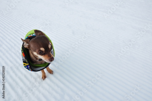 Little chihuahua dog on ice. With love from puppy's world.
