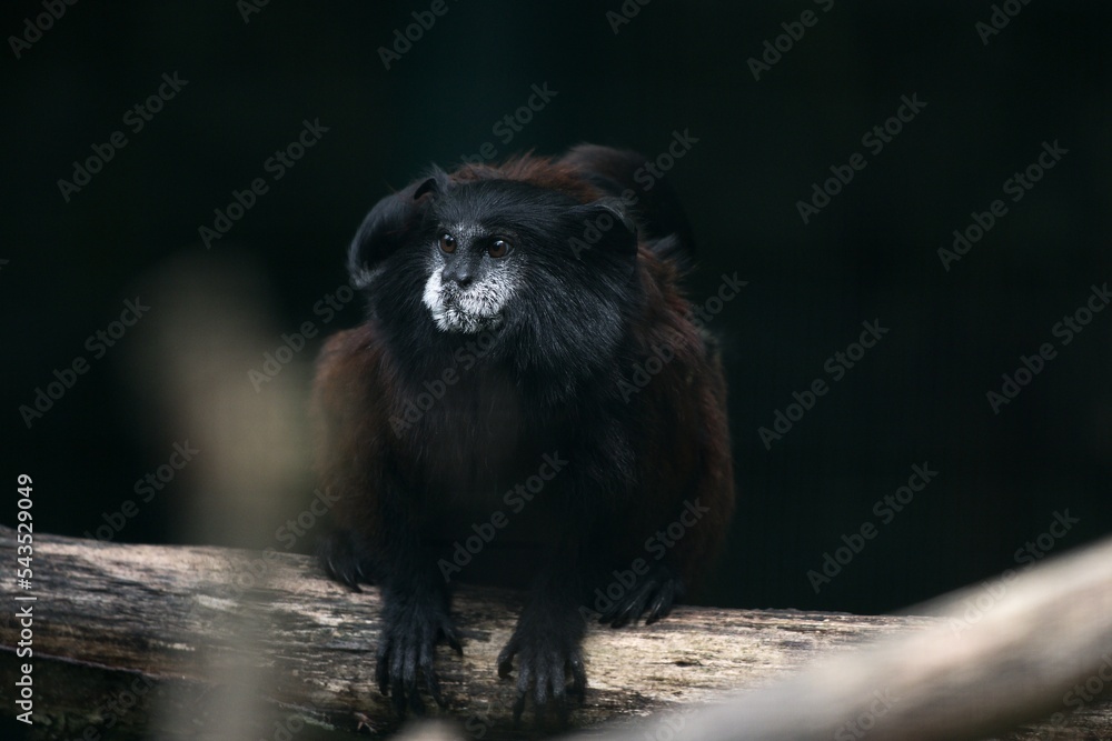 Naklejka premium portrait of a tamarin