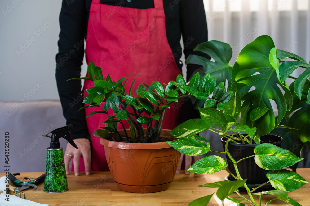 Hands of home gardener do pruning removal or reduction of parts of a