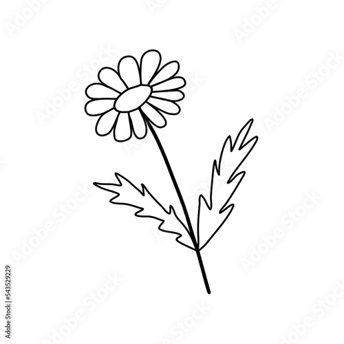 Chamomile or daisy flower, doodle style flat vector outline for kids coloring book