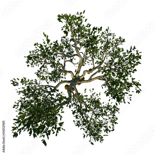 Top view of Tree ( Yaca Jackfruit 1) Plant png